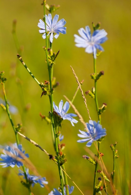 Flores azuis em um campo