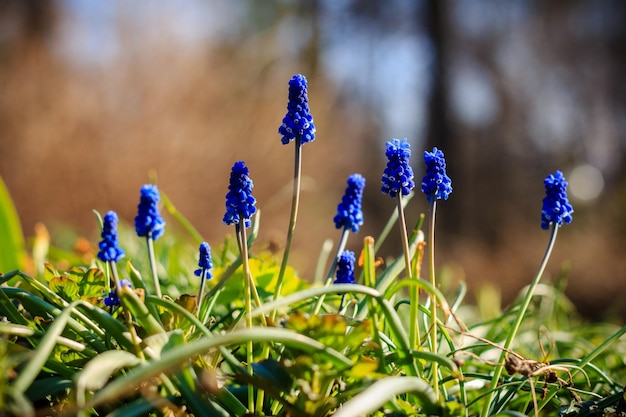 Flores azuis em um campo