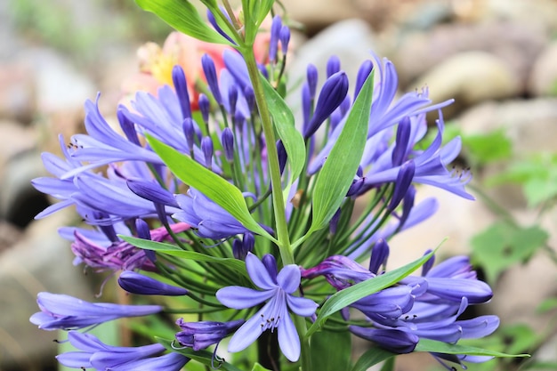 Flores azuis em uma haste em um jardim