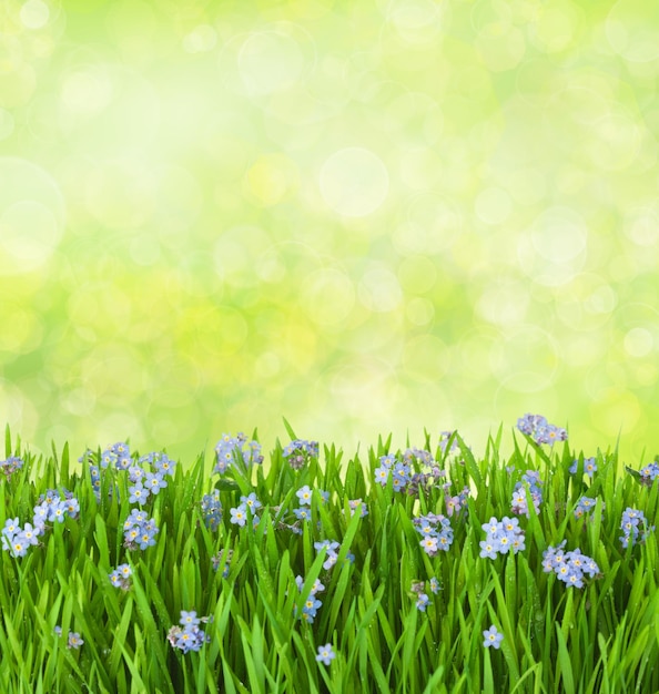 Flores azuis na grama verde com gotas de água no fundo desfocado