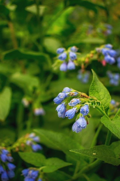 Flores azuis no jardim de verão