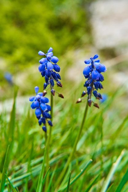 Flores azuis selvagens crescendo nas montanhas.