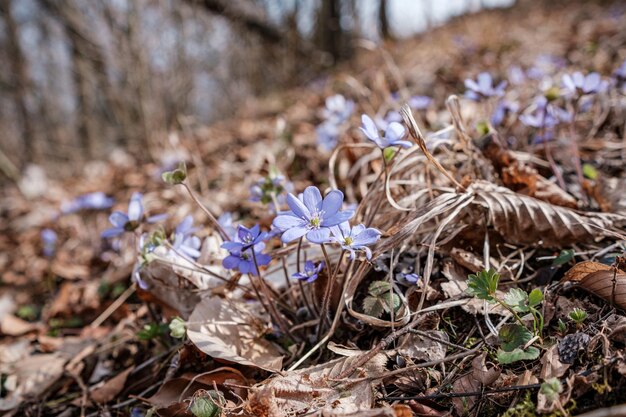 Flores azuis selvagens crescendo no chão da floresta na primavera