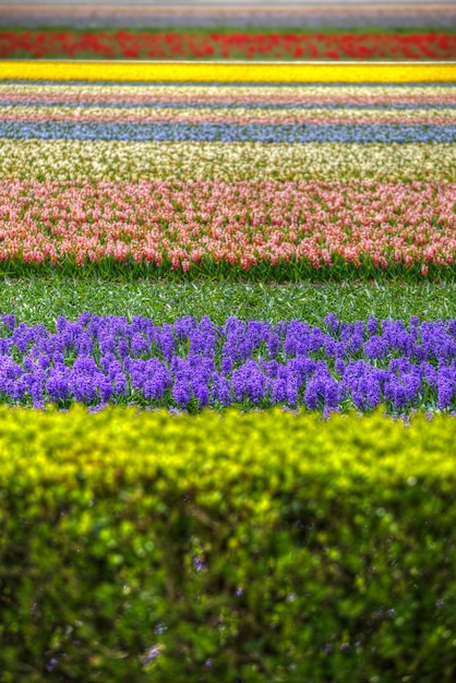 flores azuis