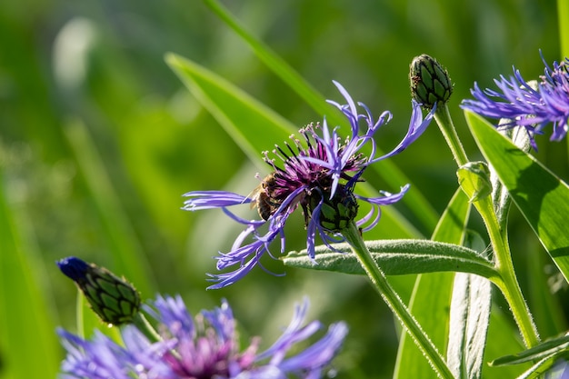 Flores azules de acianos, ramo rústico recogido en verano ubicado