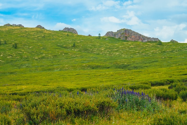 Flores azules en arbustos en la ladera de la montaña antes de la roca distante