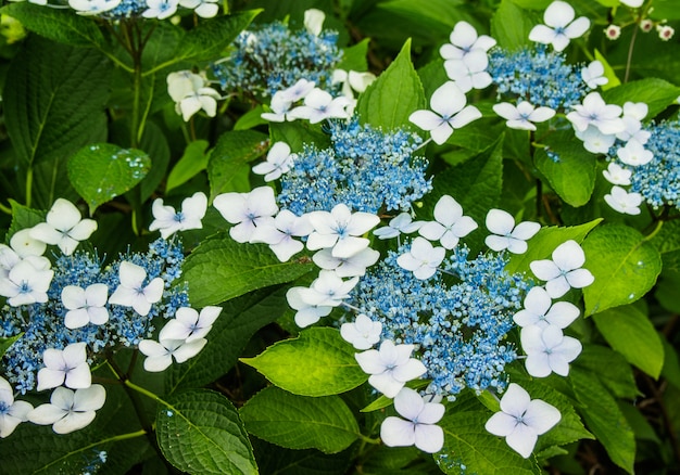 Flores azules y blancas sobre fondo de naturaleza