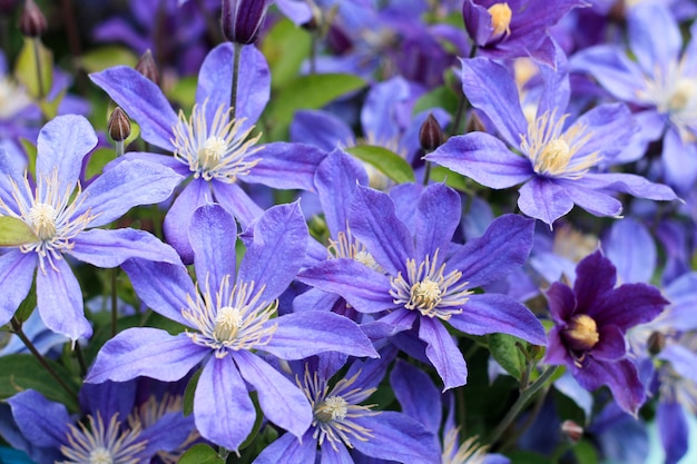 Flores azules en la cama de flores para la decoración sobre fondo en el jardín del día de verano. De cerca.