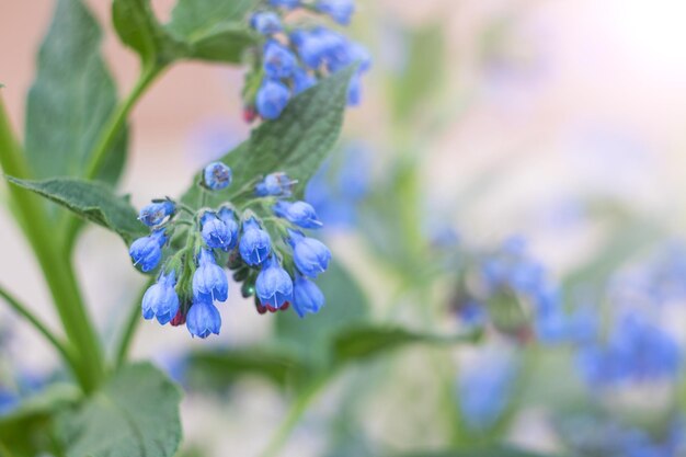 Flores azules campanas plantas de jardín de cerca