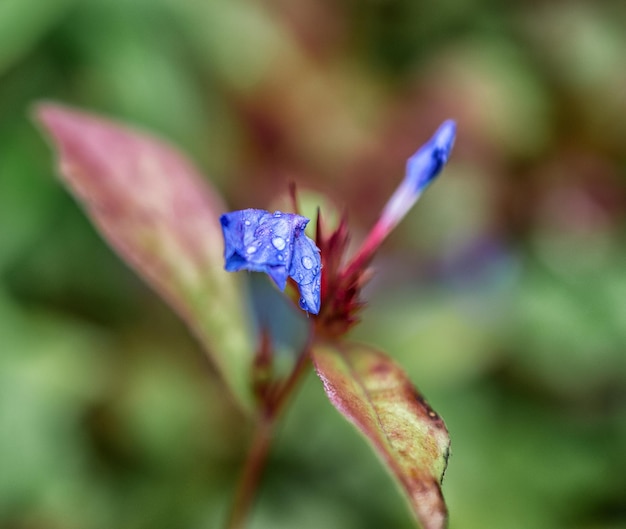 Flores azules de cerca