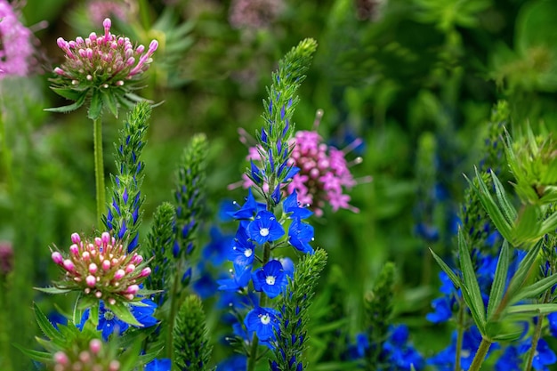 Flores azules de cerca