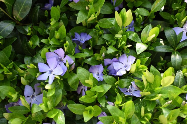 Las flores azules crecen en un lecho de hojas verdes.