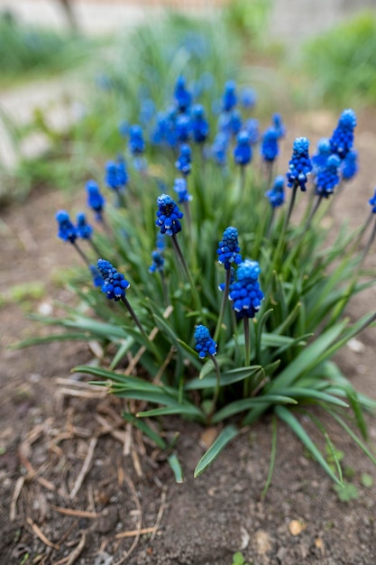 Las flores azules crecen en un macizo de flores. Foto de alta calidad.