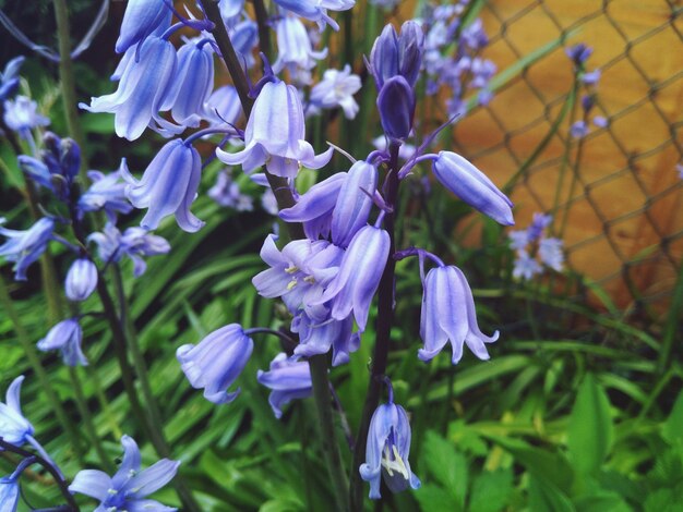 Foto las flores azules florecen en el parque