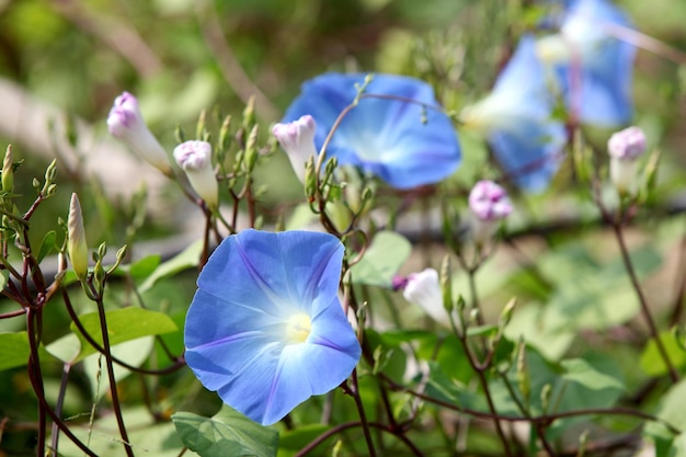 Las flores azules florecieron muy bellamente.
