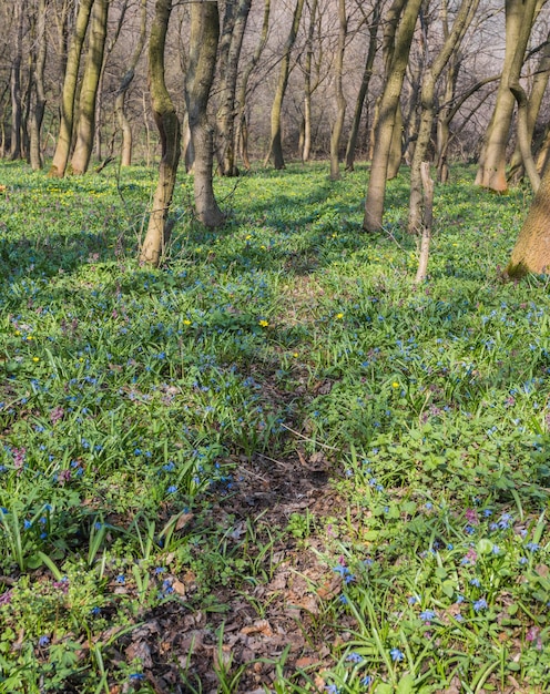 Flores azules de la gloria de la nieve