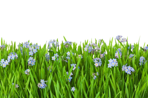 Flores azules en hierba verde con gotas de agua aisladas en blanco