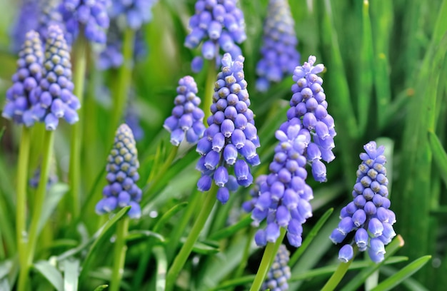 Flores azules en la hierba