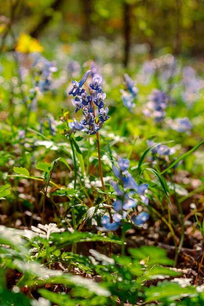 Flores azules en la hierba