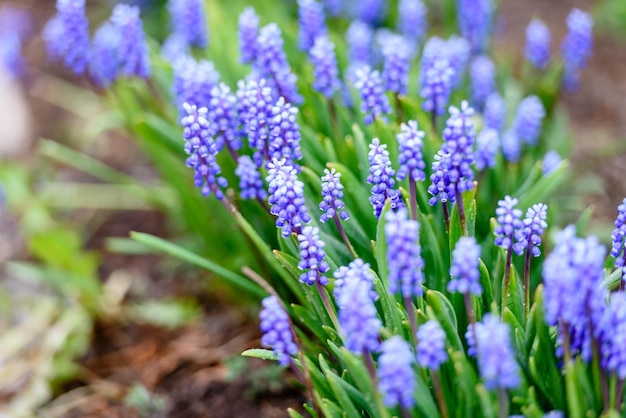 Flores azules en el jardín, primer plano, paisaje de verano y naturaleza.