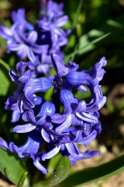 flores azules en el jardín verde