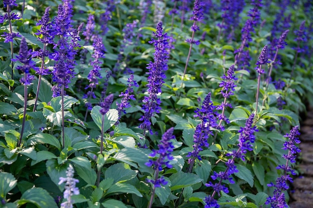 flores azules en el jardín