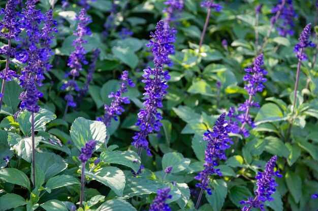 Foto flores azules en el jardín