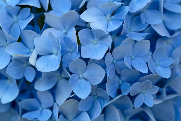 Flores azules en el jardín