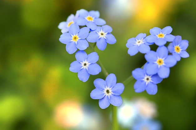 Flores azules en el jardín