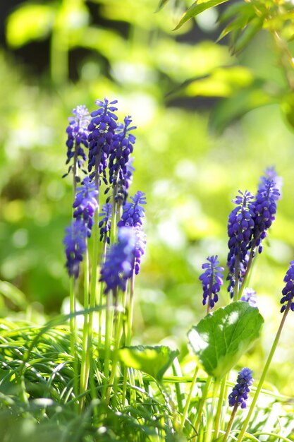 Flores azules jóvenes de primavera en tallos verdes Hermosas flores en el jardín Flores azules en el primer plano de la hierba