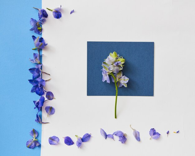 Flores azules y marco para la vista superior de la maqueta de primavera en estilo plano con espacio vacío para texto. Tarjeta de felicitación