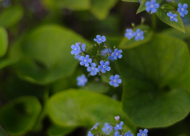 Flores azules myosotis brunera nomeolvides