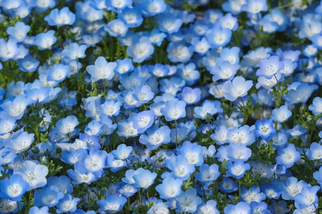 Las flores azules del nemophila aterrizan en el parque de playa de Hitachi en estación de primavera.