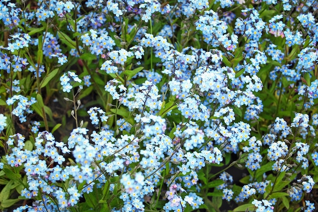 Flores azules nomeolvides en bosque de primavera