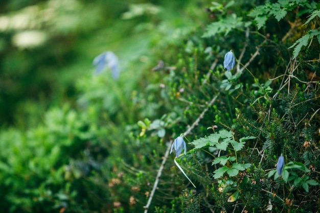 Flores azules que florecen de cerca en hierba verde con abeto