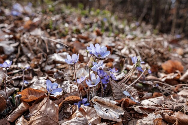 Flores azules salvajes que crecen en el bosque