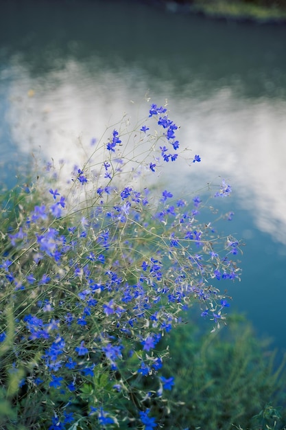 flores azules sobre el agua