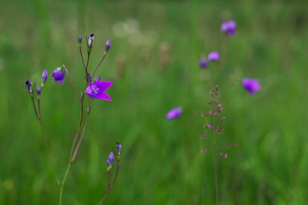 flores azules tiernas de campanilla en el campo con primer plano