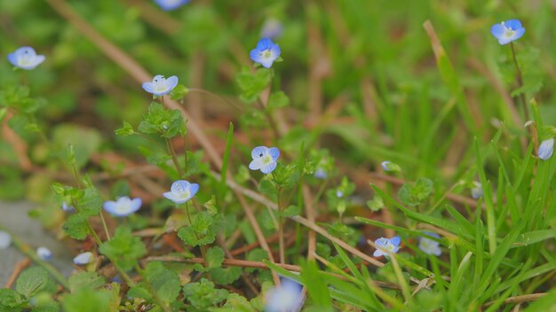 Las flores azules del verdadero olvido no son el fondo verde de la primavera en un día soleado y brillante.