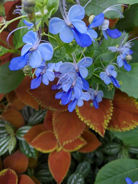 Flores azules vibrantes con hojas oxidadas de cerca