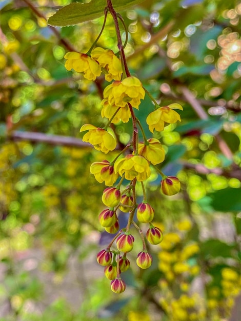 Flores de la baya común Berberis vulgaris