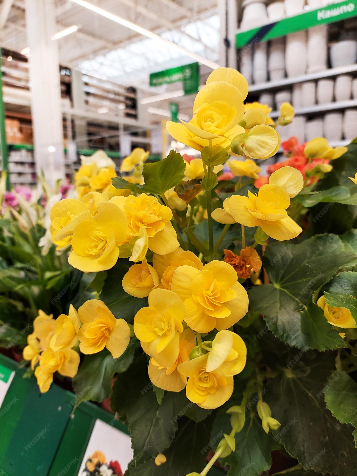 Las flores de begonia amarilla en una olla se venden en la tienda | Foto  Premium