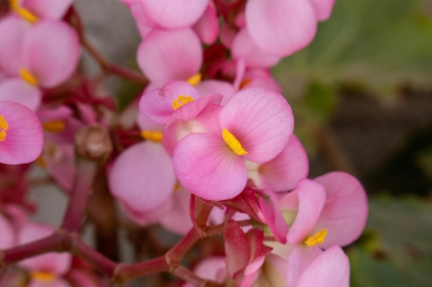 Foto flores de begonia rosa en el primer plano del jardín de la foto