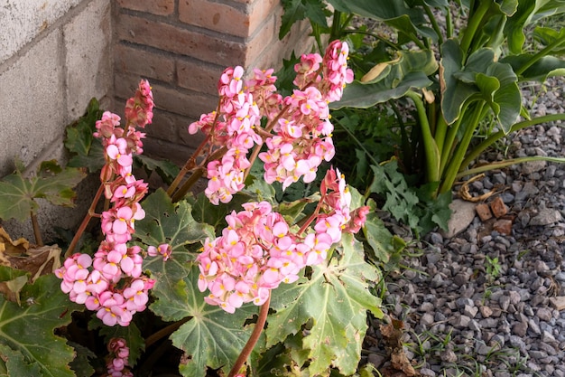 Flores de begonia rosa en el primer plano del jardín de la foto