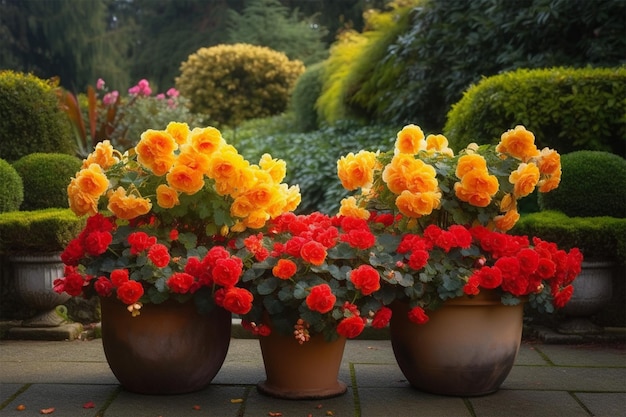 Flores de begonias rojas y amarillas brillantes en macetas