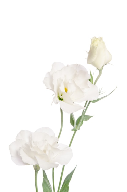 Flores de belleza blancas aisladas en blanco. Eustoma
