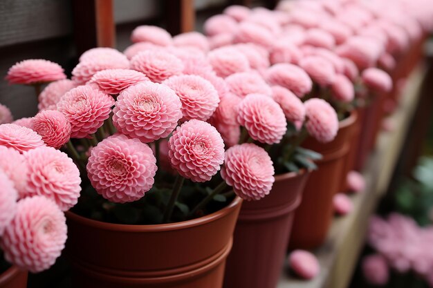 Flores de bellis rosas en primavera verano en el jardín