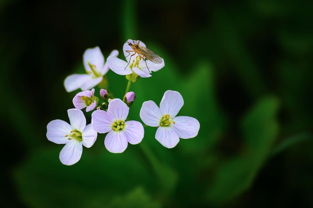 Foto flores de berro de pradera con insecto mosca