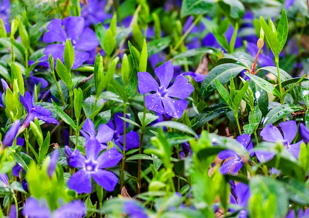 Flores de bígaro en el jardín