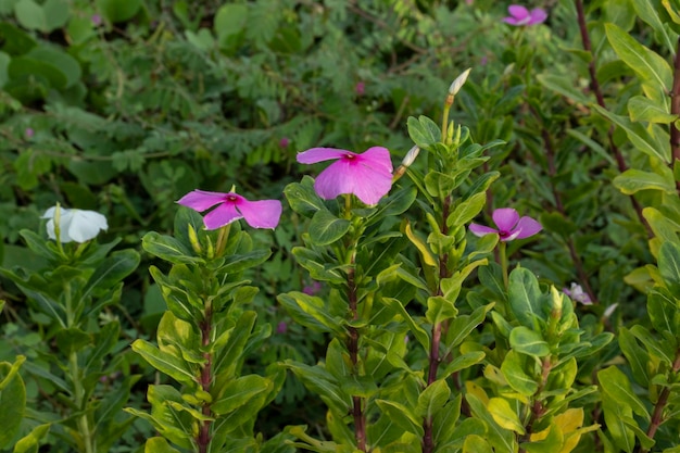 Flores de bígaro en el jardín